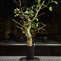 Commiphora holtziana コミフォラ ホルトジアナ 発根済現地株 H28