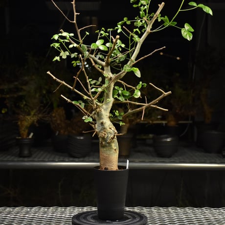 コミフォラホルトジアナ コミフォラホルトジアナ | STORES