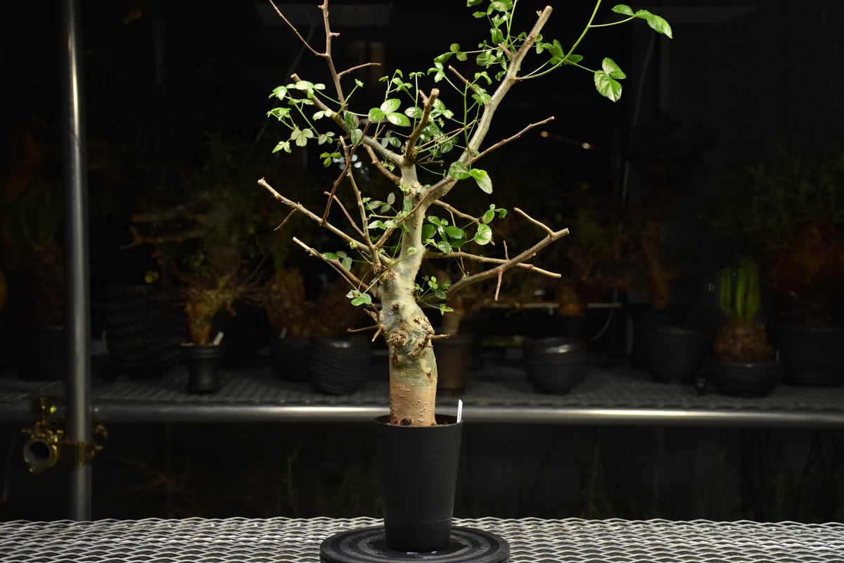 Commiphora holtziana コミフォラ ホルトジアナ 発根済現地株 H28 |