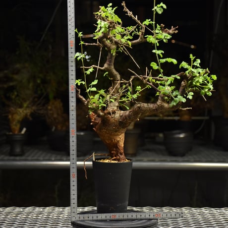 Commiphora Boranensis　コミフォラ ボラネンシス　発根済現地株 F26