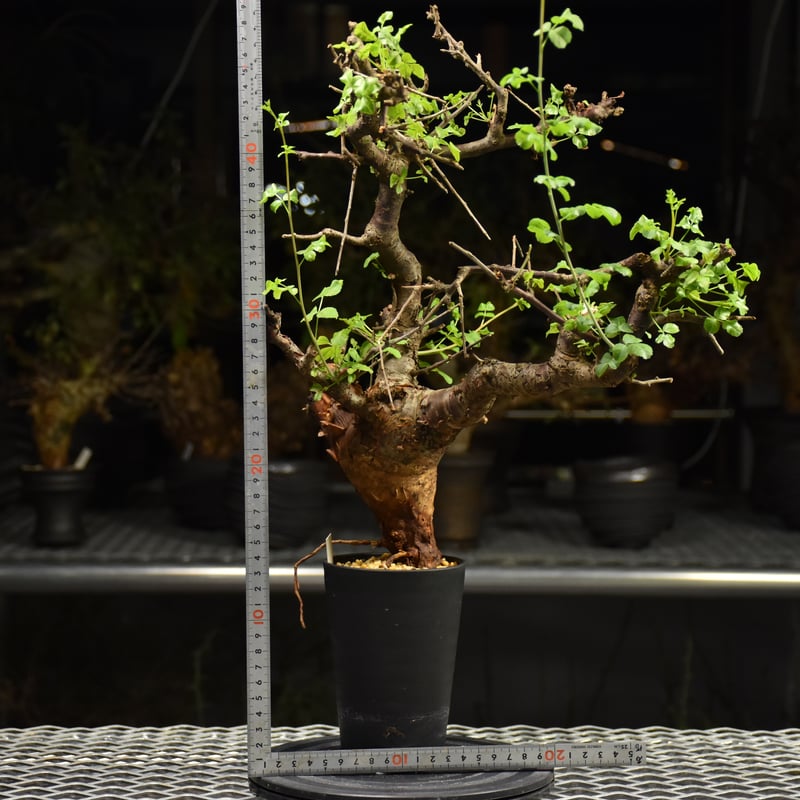 Commiphora Boranensis コミフォラ ボラネンシス 発根済現地株 F26 |