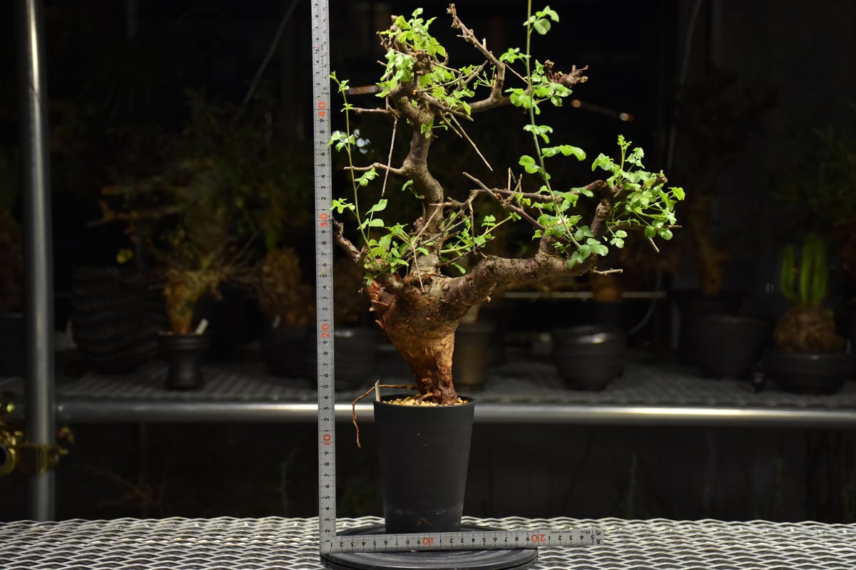 Commiphora Boranensis コミフォラ ボラネンシス 発根済現地株 F26 |