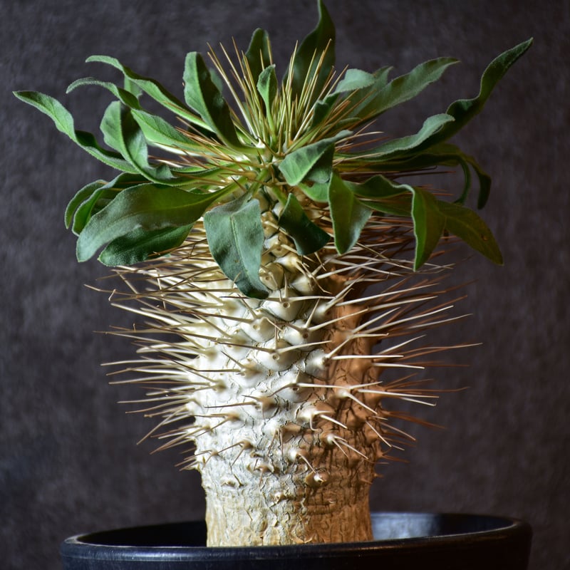 ナマクアナム　塊根植物　コーデックス　発根済み 光堂 パキポディウム ナマクアナム 実生 塊根植物・コーデックス