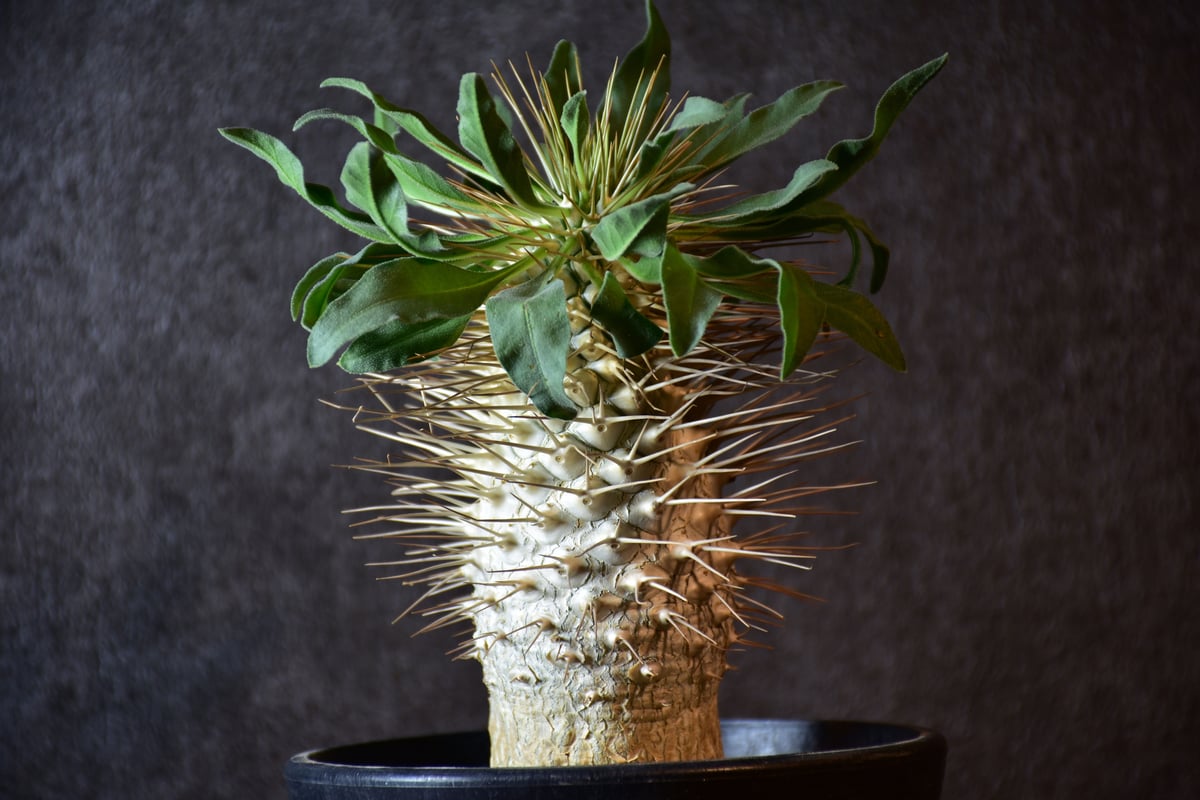 ナマクアナム　塊根植物　発根済 Pachypodium namaquanum パキポディウム ナマクアナム 発根済現地株 #1