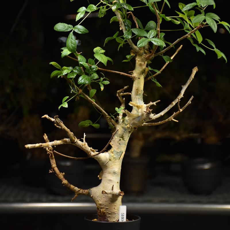 コミフォラホルトジアナ　現地株 Commiphora holtziana コミフォラ ホルトジアナ 発根済現地株