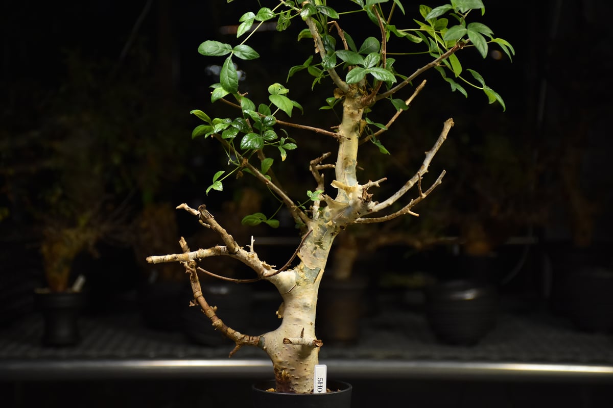 Commiphora holtziana コミフォラ ホルトジアナ 発根済現地株 H24 |