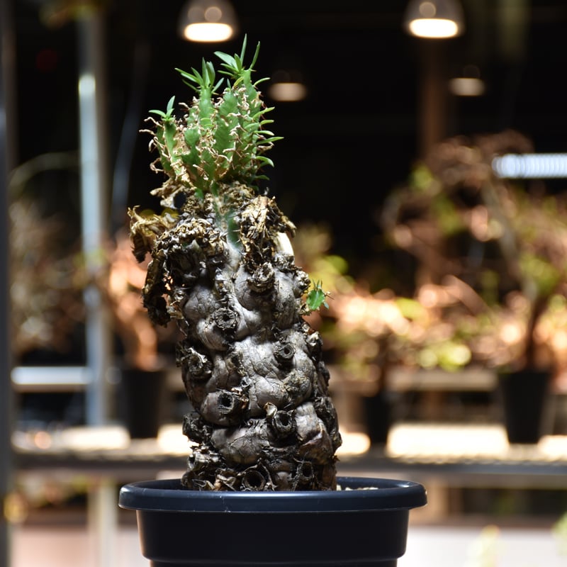 Euphorbia mlanjeana ユーフォルビア ムランジーナ 発根済現地株