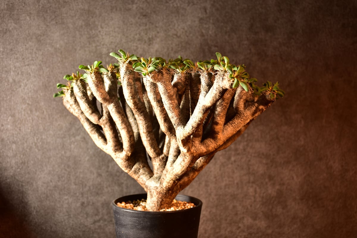 Euphorbia guillauminiana ユーフォルビア ギラウミニアナ 発根済現地株