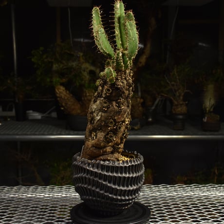 Euphorbia mlanjeana　ユーフォルビア ムランジーナ 発根済現地株 I81