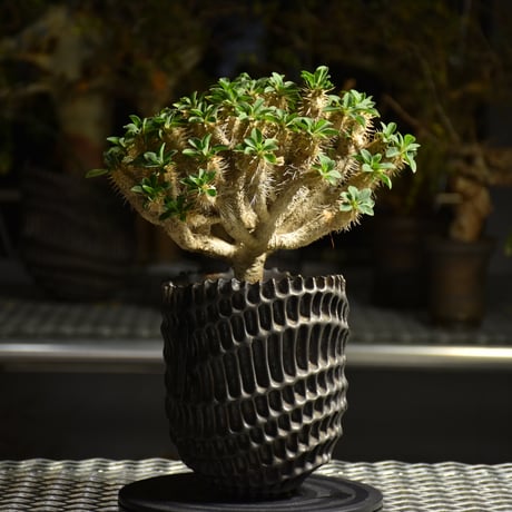 Euphorbia Guirauminiana ユーフォルビア ギラウミニアナ 発根済現地株 A1