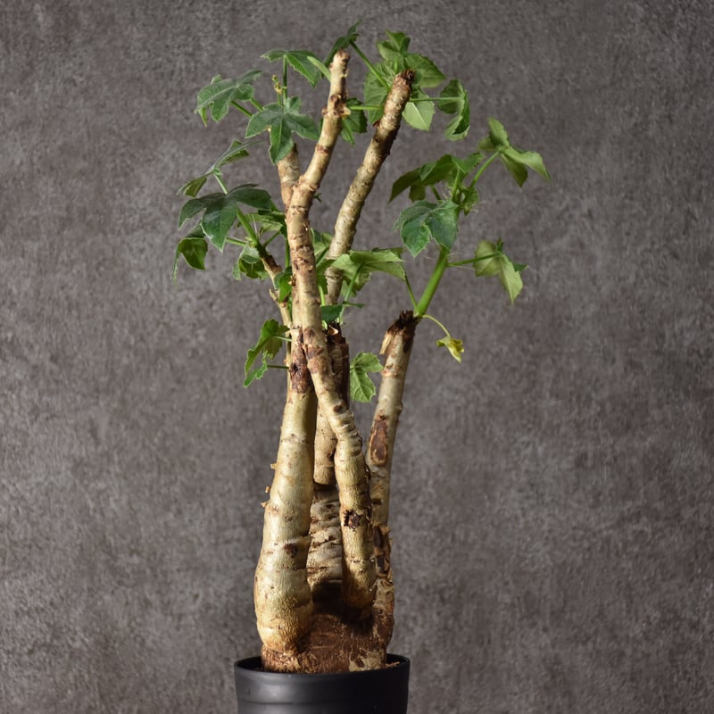 Jatropha spicata ヤトロファ スピカータ 発根済現地株 #10 | BONDEX