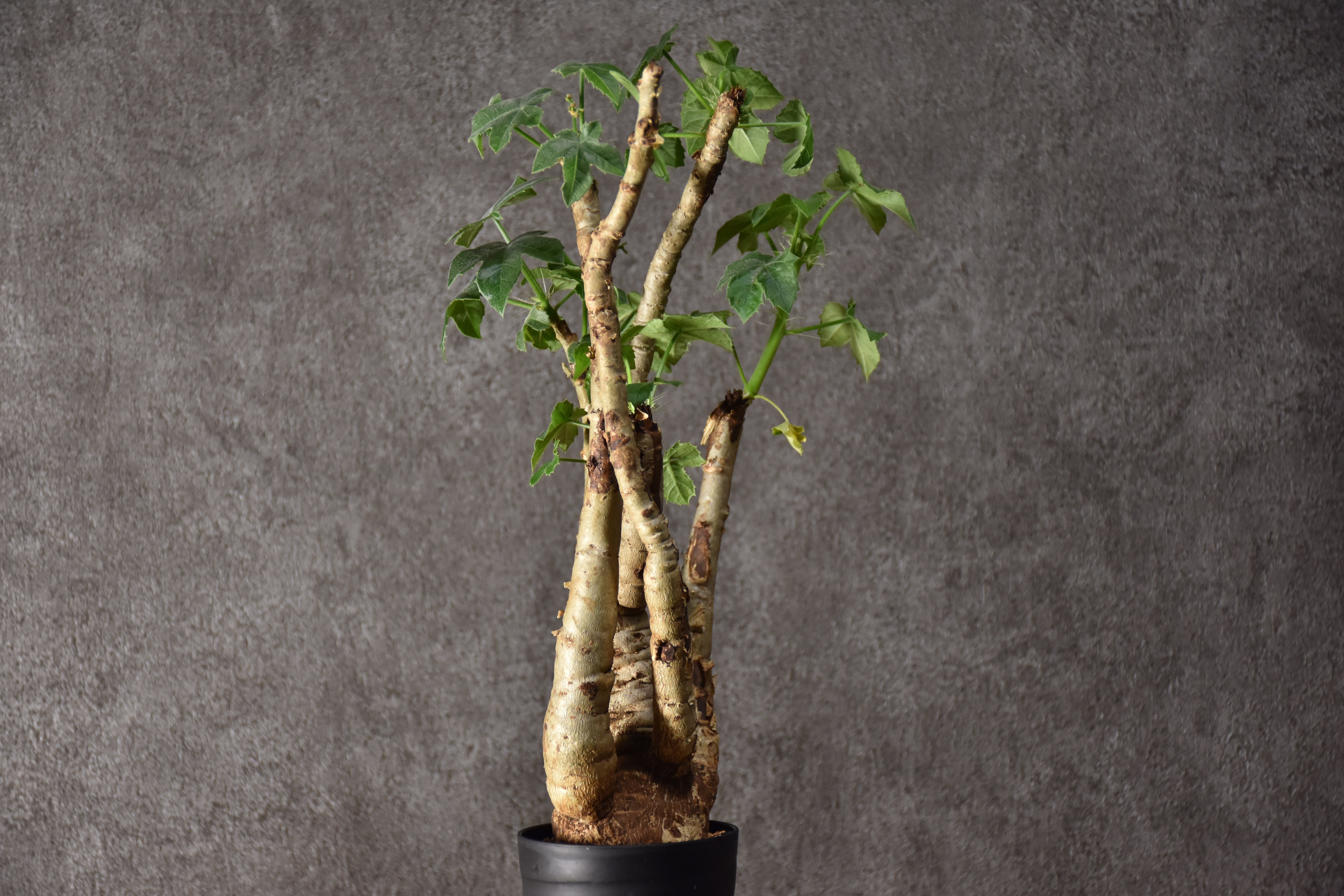 Jatropha spicata ヤトロファ スピカータ 発根済現地株 #10 | BONDEX
