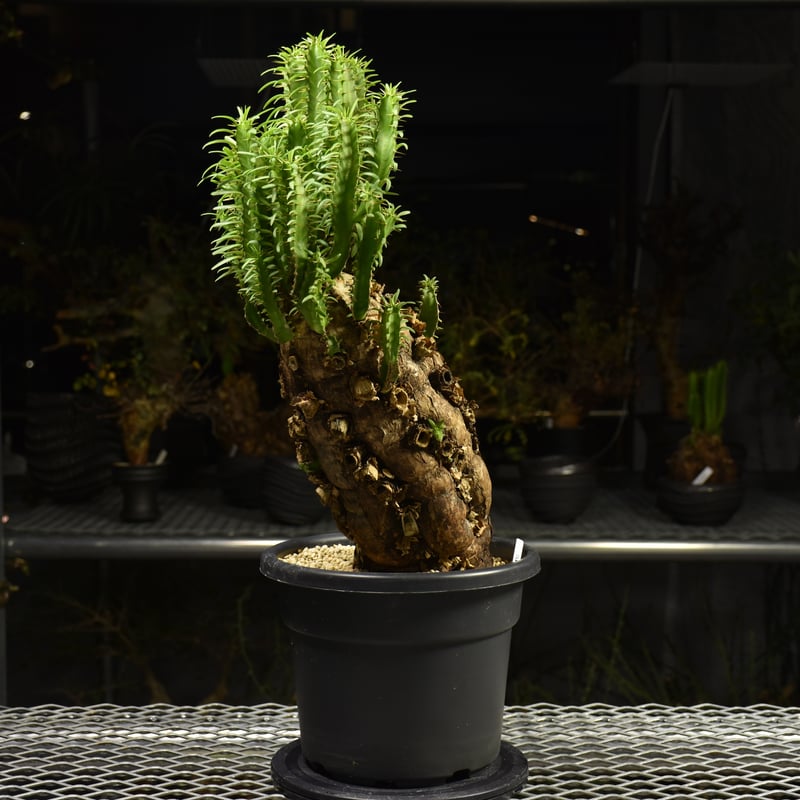 ユーフォルビア ムランジーナ 大株 新芽展開有 植え込み済み れ*ん様