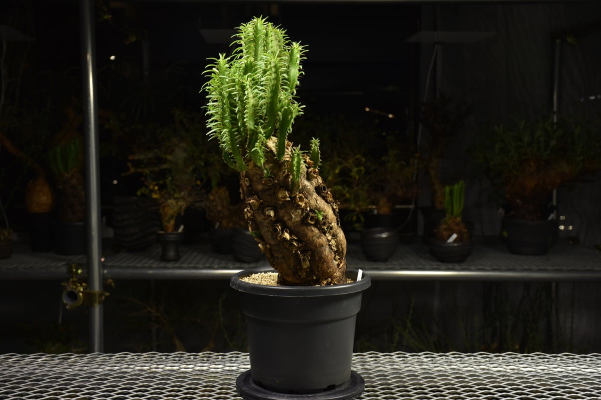 Euphorbia mlanjeana ユーフォルビア ムランジーナ 発根済現地株 H5 |