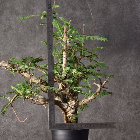 Boswellia neglecta　ボスウェリア ネグレクタ　発根済現地株　#5