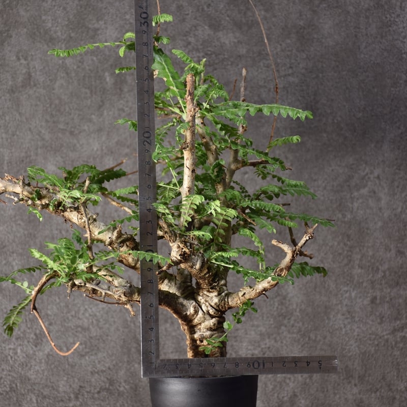 Boswellia neglecta ボスウェリア ネグレクタ 発根済現地株 #5 | BONDEX