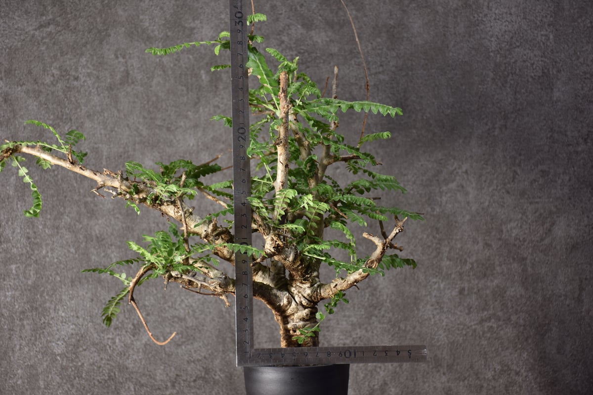 Boswellia neglecta ボスウェリア ネグレクタ 発根済現地株 #5 | BONDEX