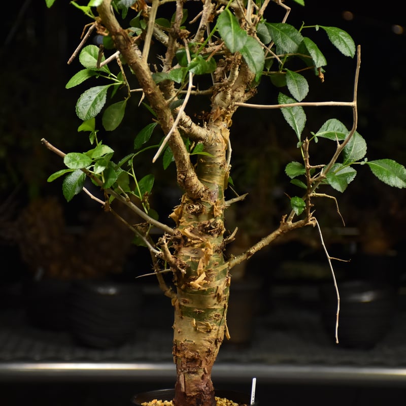 コミフォラ・ハベシニカ　発根済み現地株 コミフォラ ハベシニカ 発根済現地株 【公式通販】