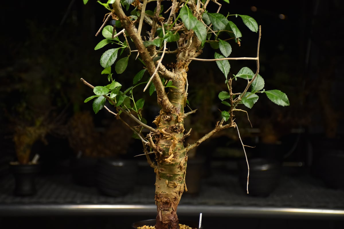 Commiphora habessinica コミフォラ ハベシニカ 発根済現地株 H7 | 