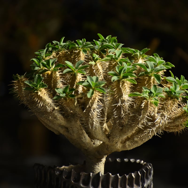 Euphorbia Guirauminiana ユーフォルビア ギラウミニアナ 発根済現地株