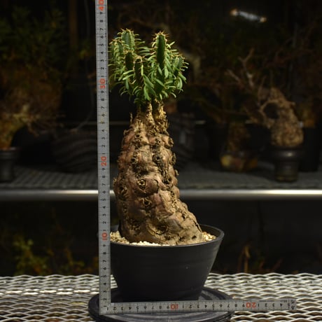Euphorbia mlanjeana　ユーフォルビア ムランジーナ 発根済現地株 H4