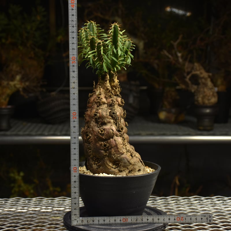 Euphorbia mlanjeana ユーフォルビア ムランジーナ 発根済現地株 H4 |