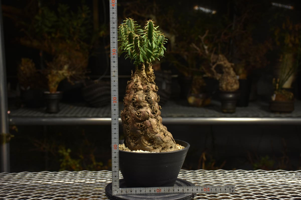 Euphorbia mlanjeana ユーフォルビア ムランジーナ 発根済現地株 H4 |