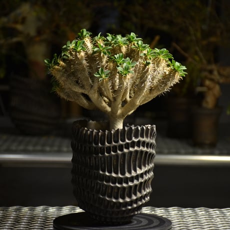 Euphorbia Guirauminiana ユーフォルビア ギラウミニアナ 発根済現地株 A1