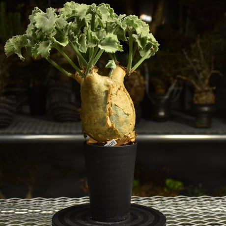 Cyphostemma uter var. macropus　キフォステンマ ウター マクロプス 発根済現地株 I58