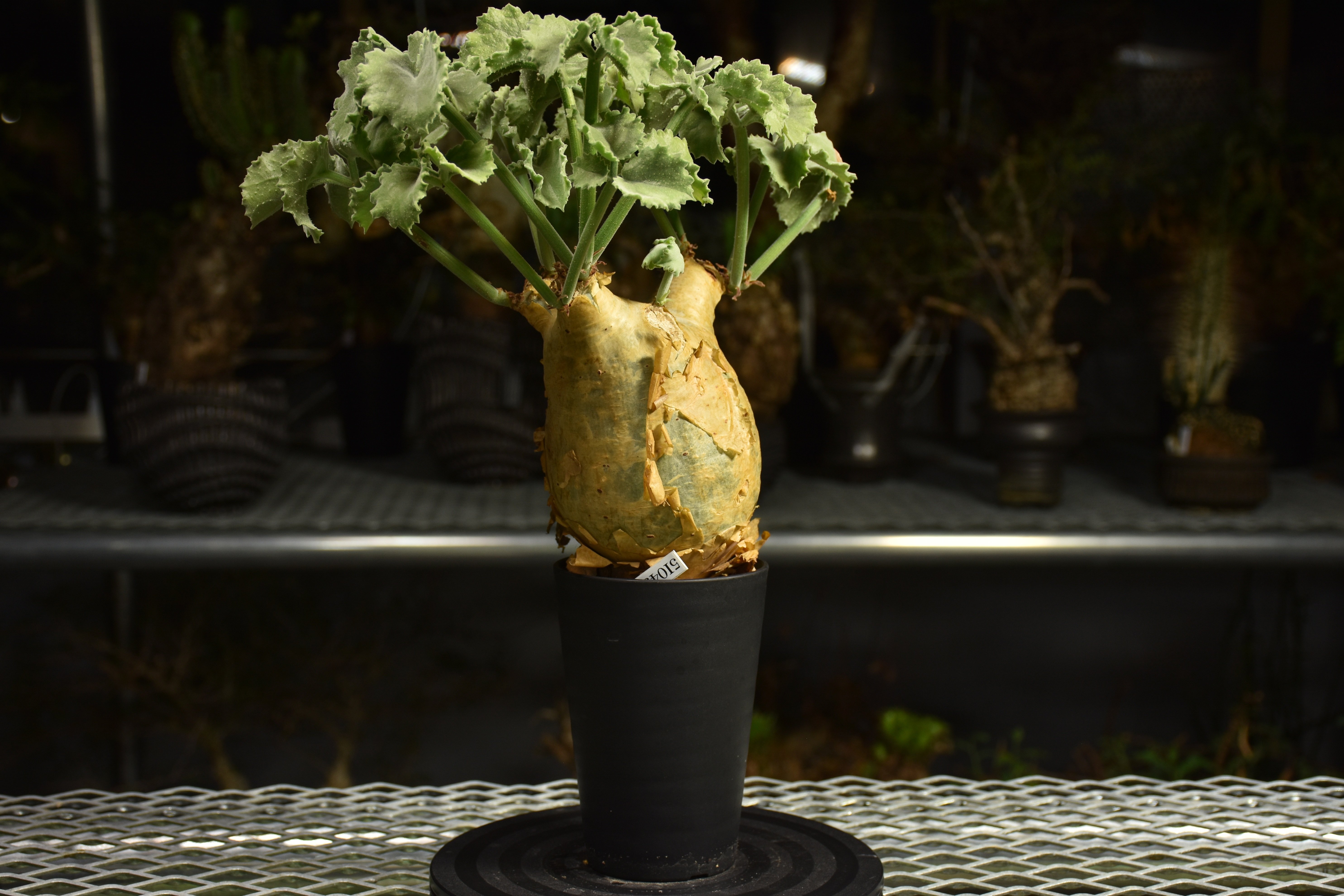 Cyphostemma uter var. macropus キフォステンマ ウター マクロプ