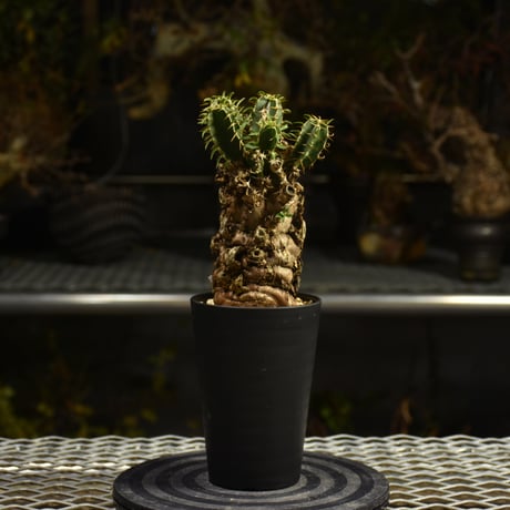 Euphorbia mlanjeana　ユーフォルビア ムランジーナ 発根済現地株 I41