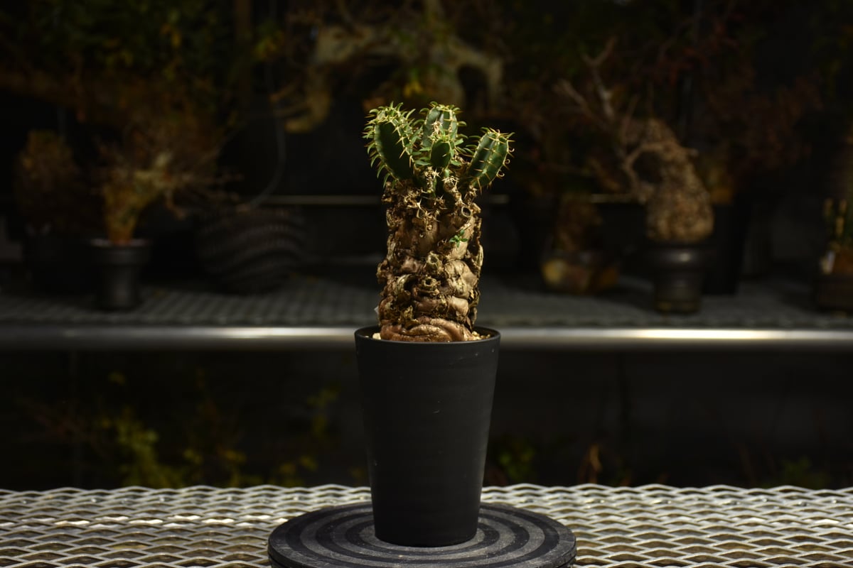 Euphorbia mlanjeana ユーフォルビア ムランジーナ 発根済現地株 I41 |