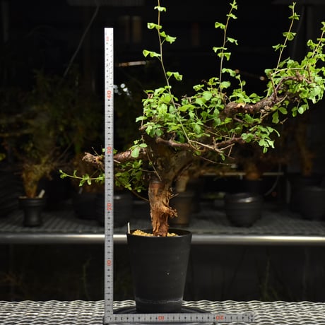 Commiphora Boranensis　コミフォラ ボラネンシス　発根済現地株 F24