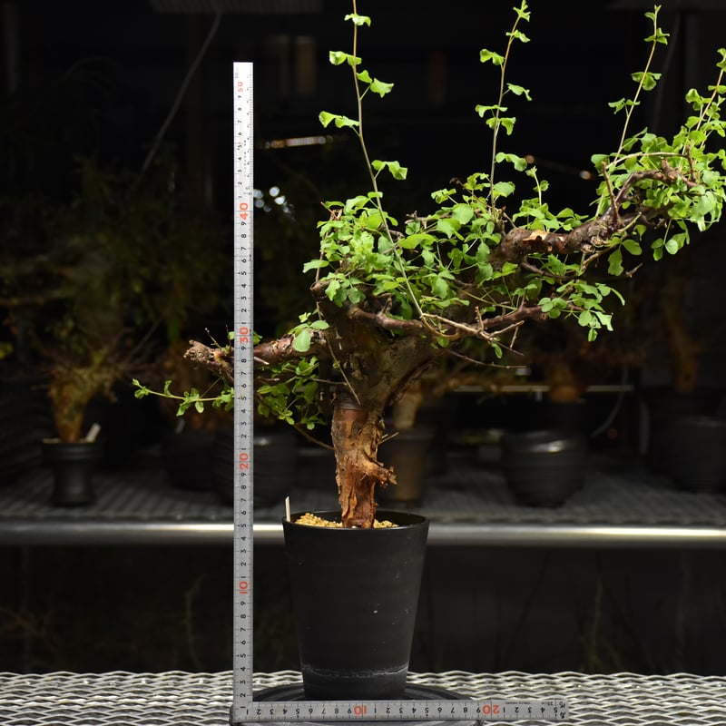 Commiphora Boranensis コミフォラ ボラネンシス 発根済現地株