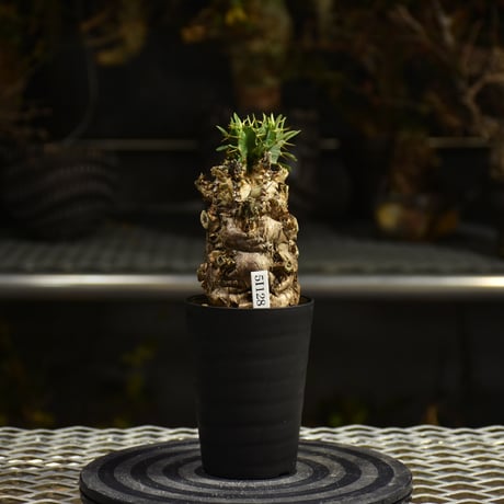 Euphorbia mlanjeana　ユーフォルビア ムランジーナ 発根済現地株 I44