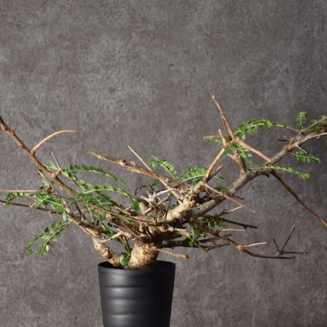 CATEGORY Boswellia | BONDEX