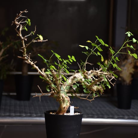 Commiphora campestris var. campestris コミフォラ カンペストリス 発根済現地株 B5
