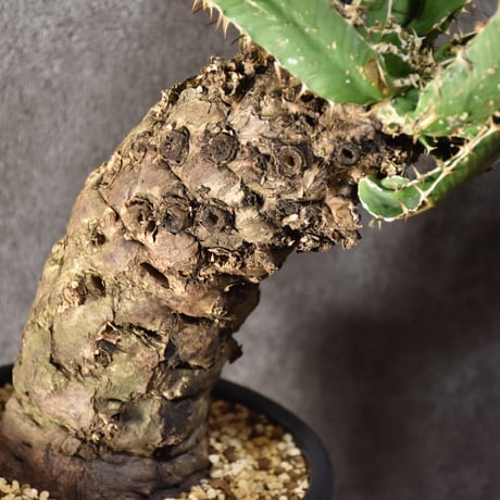 Euphorbia mlanjeana　ユーフォルビア ムランジーナ 発根済現地株 #4
