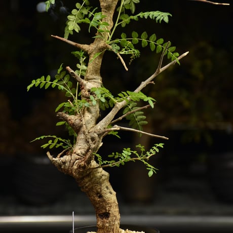 Boswellia neglecta　ボスウェリア ネグレクタ　発根済現地株　H13