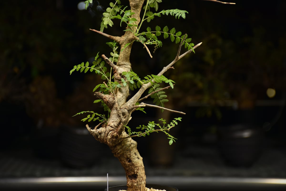 Boswellia neglecta ボスウェリア ネグレクタ 発根済現地株 H13 | BO
