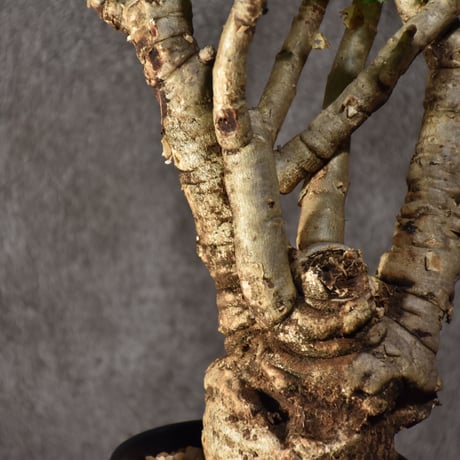 Jatropha spicata ヤトロファ スピカータ 発根済現地株 #9