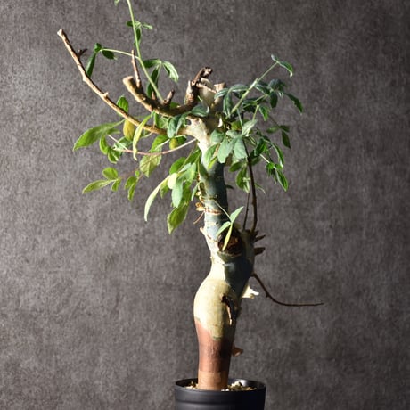 Commiphora holtziana コミフォラ ホルトジアナ 発根済現地株① Commiphora holtziana コミフォラ ホルトジアナ 発根済現地株①