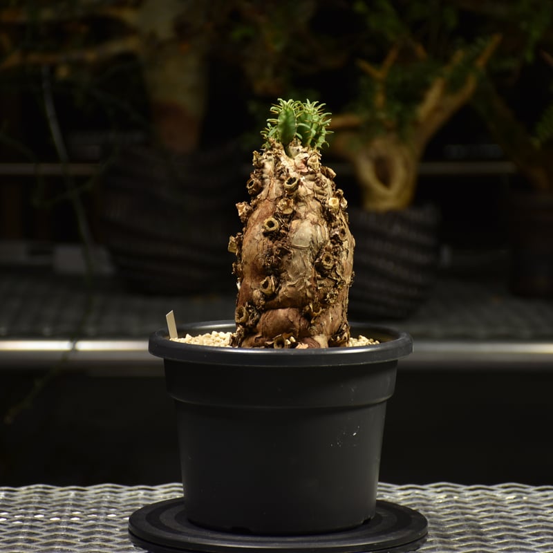 泉*様 ユーフォルビア ムランジーナ 現地球 大株 葉有り 輸入即出品 06EM 泉*様 ユーフォルビア ムランジーナ 現地球 大株 葉有り 輸入即