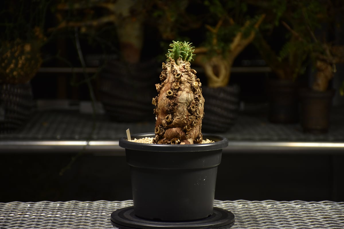 Euphorbia mlanjeana ユーフォルビア ムランジーナ 発根済現地株 E60 |