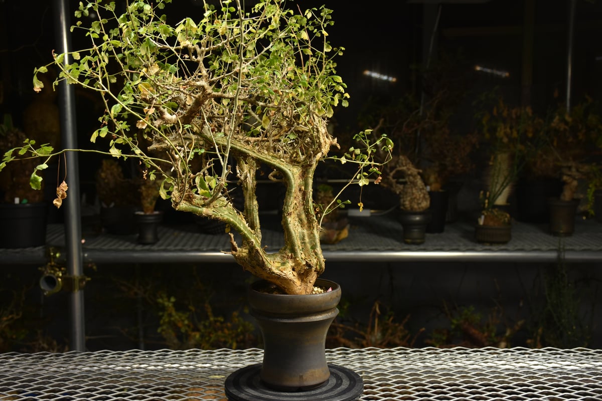 Commiphora campestris コミフォラ カンペストリス 発根済現地株 A11