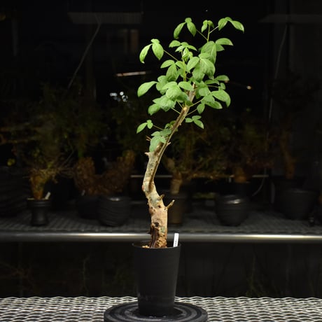 Commiphora holtziana コミフォラ ホルトジアナ 発根済現地株 H26