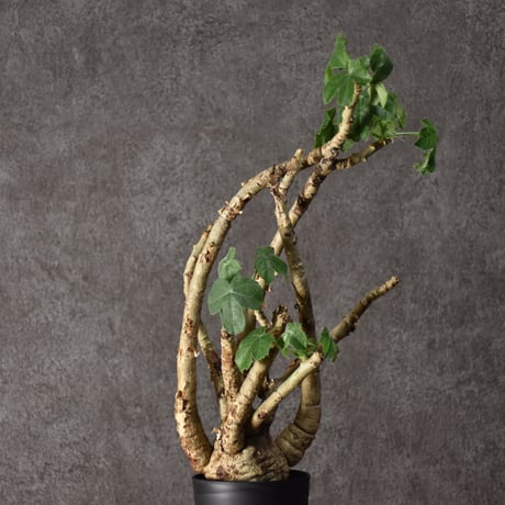 Jatropha spicata ヤトロファ スピカータ 発根済現地株 #4