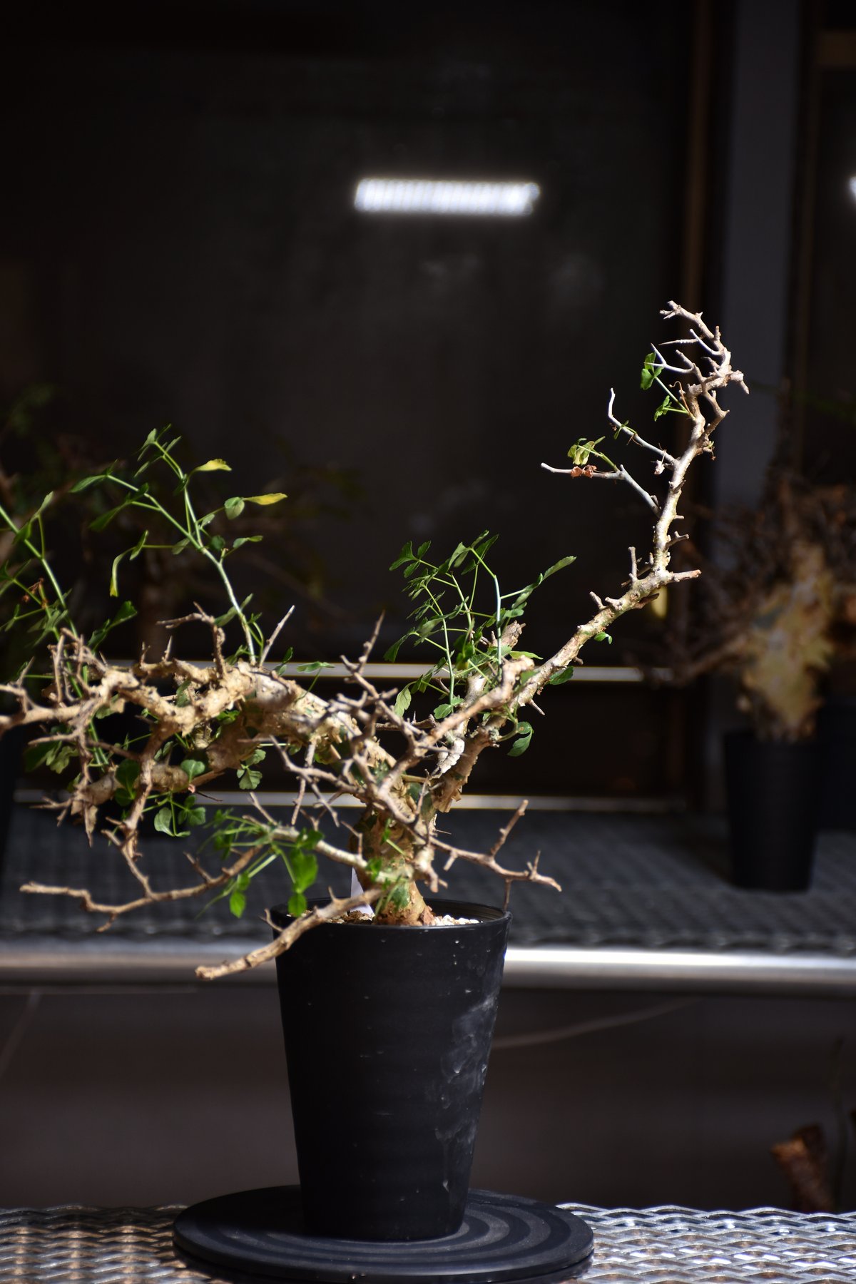 Commiphora campestris var. campestris コミフォラ カンペ
