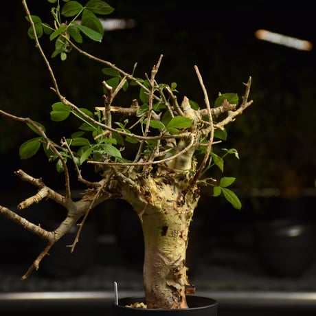 Commiphora holtziana コミフォラ ホルトジアナ 発根済現地株 H7