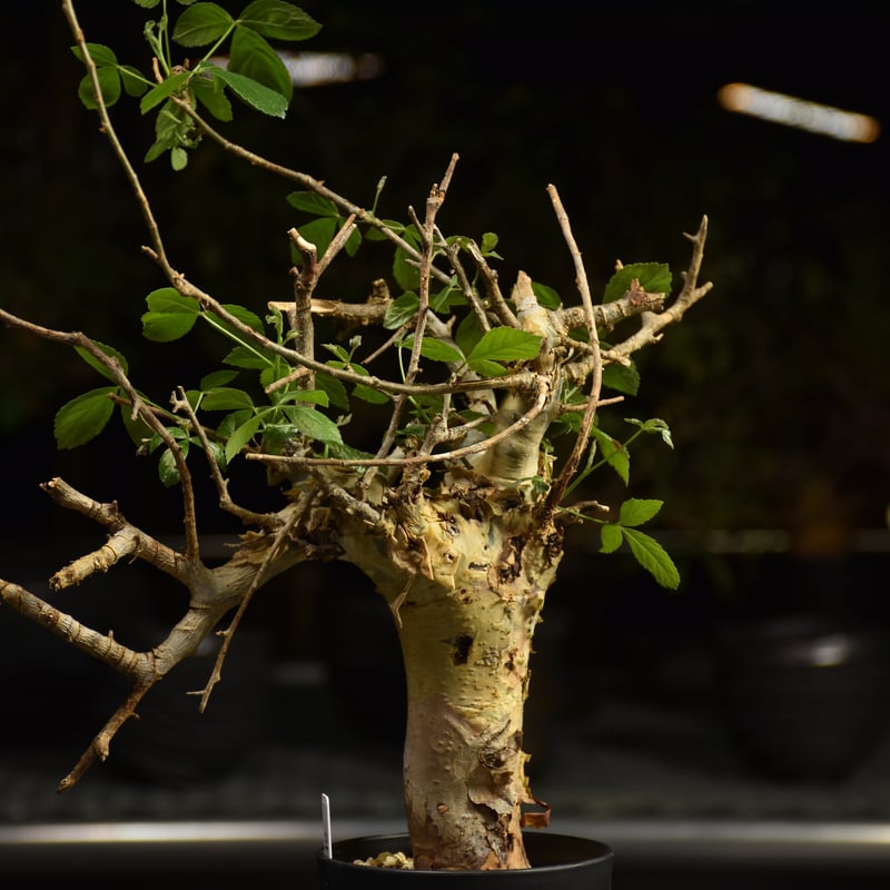 コミフォラ　ホルトジアナ　発根済み Commiphora holtziana コミフォラ ホルトジアナ 発根済現地株 #6